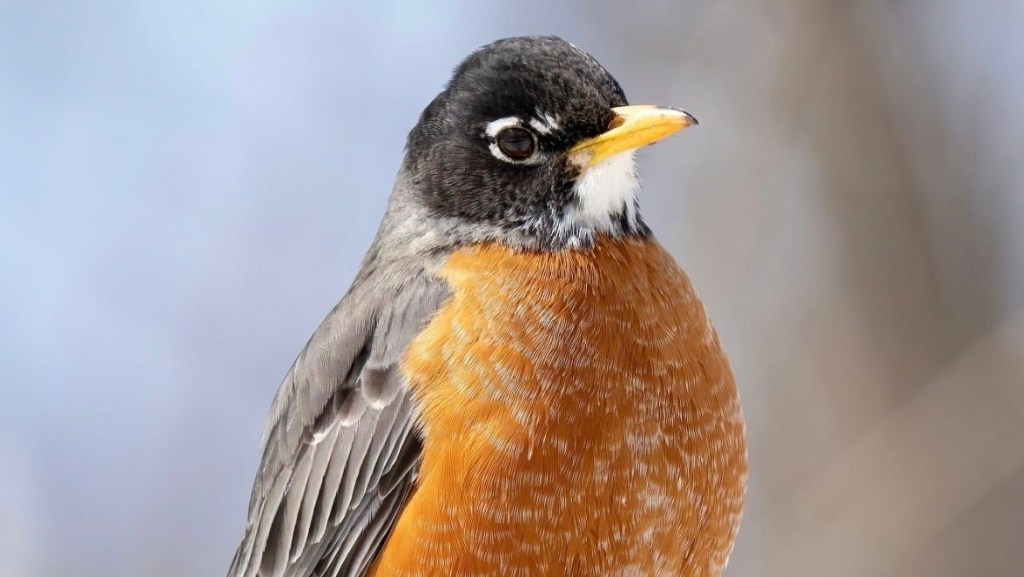 I Saw A Robin&nbsp;Today